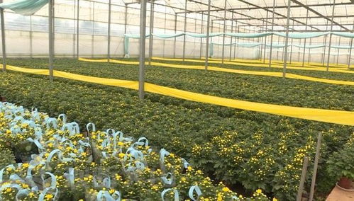 辛巴助力硯山花卉產業，機械設備賦能美麗經濟綻放